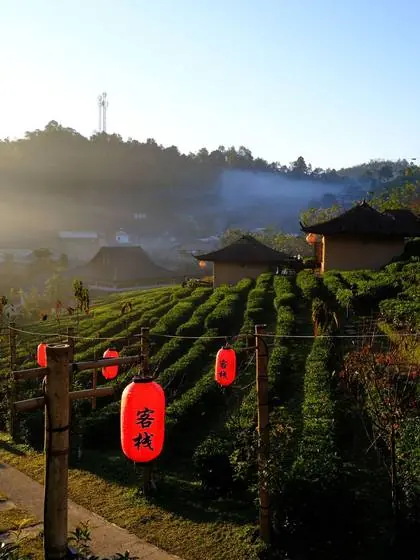 A tea plantation at sunrise