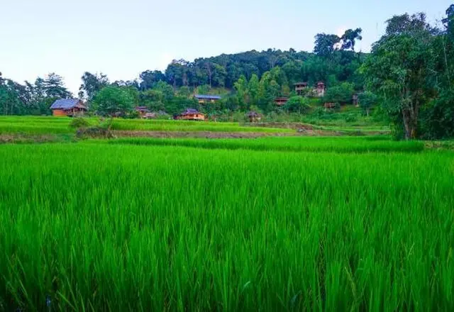 Ban Mae Klang Luang, northern Thailand